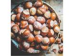100% natural hazel nuts and ripe hazelnuts without husks - photo 7