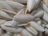 2023 Hot Sale Cuttlefish Bones Dried cuttlefish bone Cuttle fish bone - photo 3