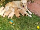 Adorable Golden Retriever Puppies for Sale - photo 1