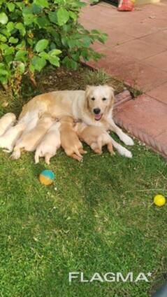 Adorable Golden Retriever Puppies for Sale