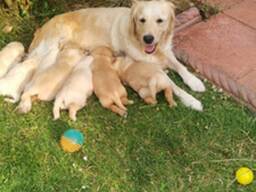 Adorable Golden Retriever Puppies for Sale