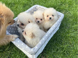 Adorable Pomeranian Puppies for Sale