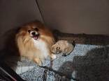 Adorable Pomeranian Puppies for Sale – Tiny, Fluffy, and Full of Personality! - photo 3