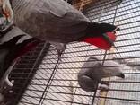 African Grey and macaw parrots For Sale - photo 3