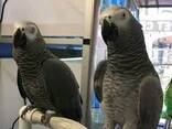 African Grey Parrot For sale Near Me UK - Exotic African Grey Parrot for Sale - photo 2