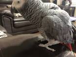 African Grey Parrot – Intelligent &amp; Hand Tame - photo 1