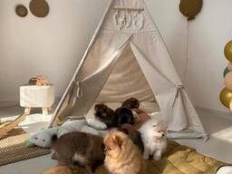 Adorable Pomeranian Puppies for Sale – Tiny, Fluffy, and Full of Personality!