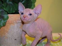 Amazing Sphynx Kittens