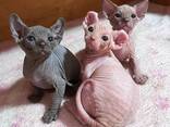 Amazing Sphynx Kittens - photo 2