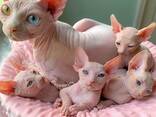 Amazing Sphynx Kittens - photo 3