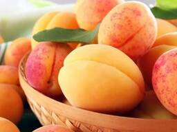 Apricot variety subkhon (pineapple) from Uzbekistan