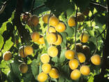 Apricot variety subkhon (pineapple) from Uzbekistan - photo 2