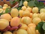 Apricot variety subkhon (pineapple) from Uzbekistan - photo 5