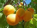 Apricot variety subkhon (pineapple) from Uzbekistan - photo 6