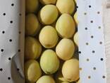 Apricot variety subkhon (pineapple) from Uzbekistan - photo 10