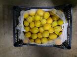 Apricot variety subkhon (pineapple) from Uzbekistan - photo 13