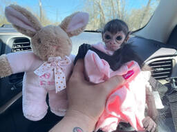 Available Spider Monkeys