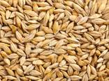 Barley - photo 1
