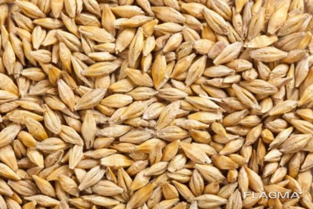 Barley