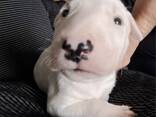 Beautiful English bull terrier puppies - photo 1
