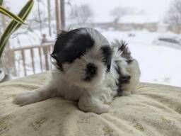 Beautiful shih tzu puppies available for sale
