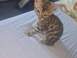 Bengal girl - photo 3