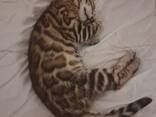 Bengal girl - photo 4