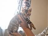 Bengal girl - photo 5