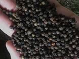Black Pepper / White from Vietnam - photo 2