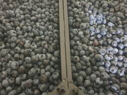 Blueberry from Poland