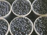 Blueberry from Poland - photo 1