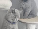British shorthair kittens - photo 1