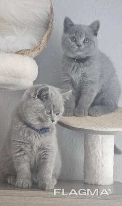 British shorthair kittens
