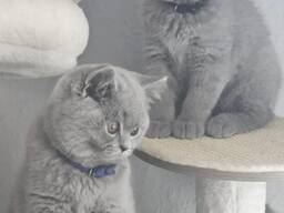 British shorthair kittens