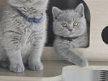 British shorthair kittens - photo 2