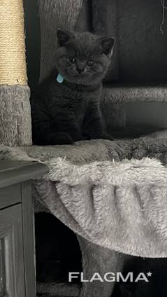 British shorthair straight