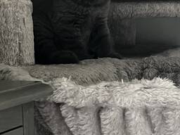 British shorthair straight