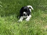 Cocker Spaniel Pup. .. whatsapp me at: 44 7453 907158 - photo 2