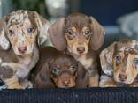 Dachshund puppies for adoption - photo 2