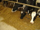 Feed Barley - photo 1