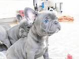 French bulldog puppies for sale. - photo 1
