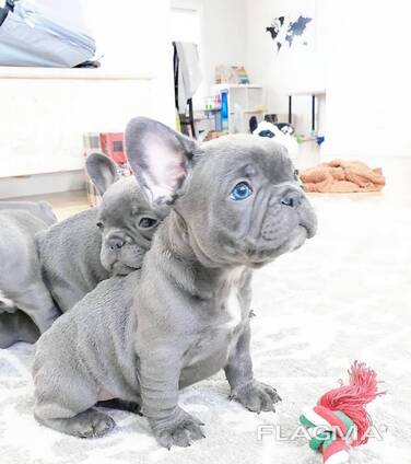 French bulldog puppies for sale.