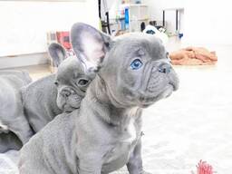 French bulldog puppies for sale.