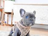 French bulldog puppies for sale. - photo 2