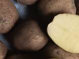 Fresh Potatoes (variety "Colombo"), only in bulk from one full truckload - photo 3