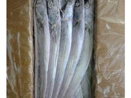 Frozen fresh whole round ribbon fish for sale