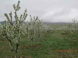 Fruites from the foothills of Turkmenistan - photo 4