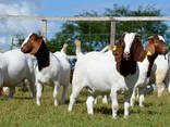 Full Breed boer goats available for sale. . - photo 1