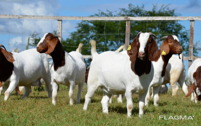 Full Breed boer goats available for sale. .