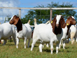 Full Breed boer goats available for sale..